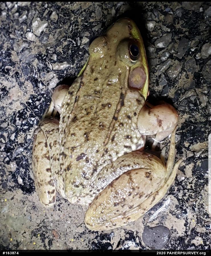 Green Frog