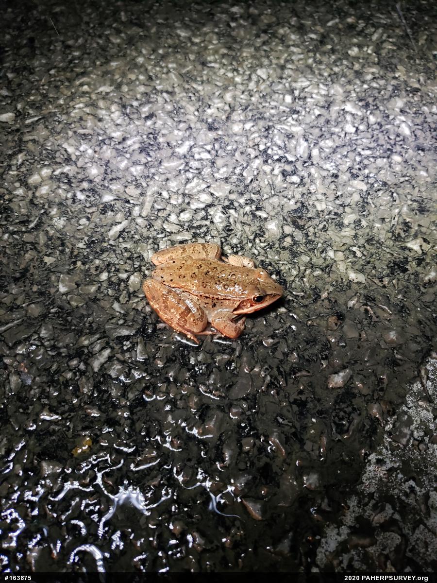 Wood Frog