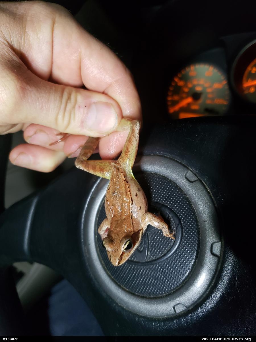 Wood Frog
