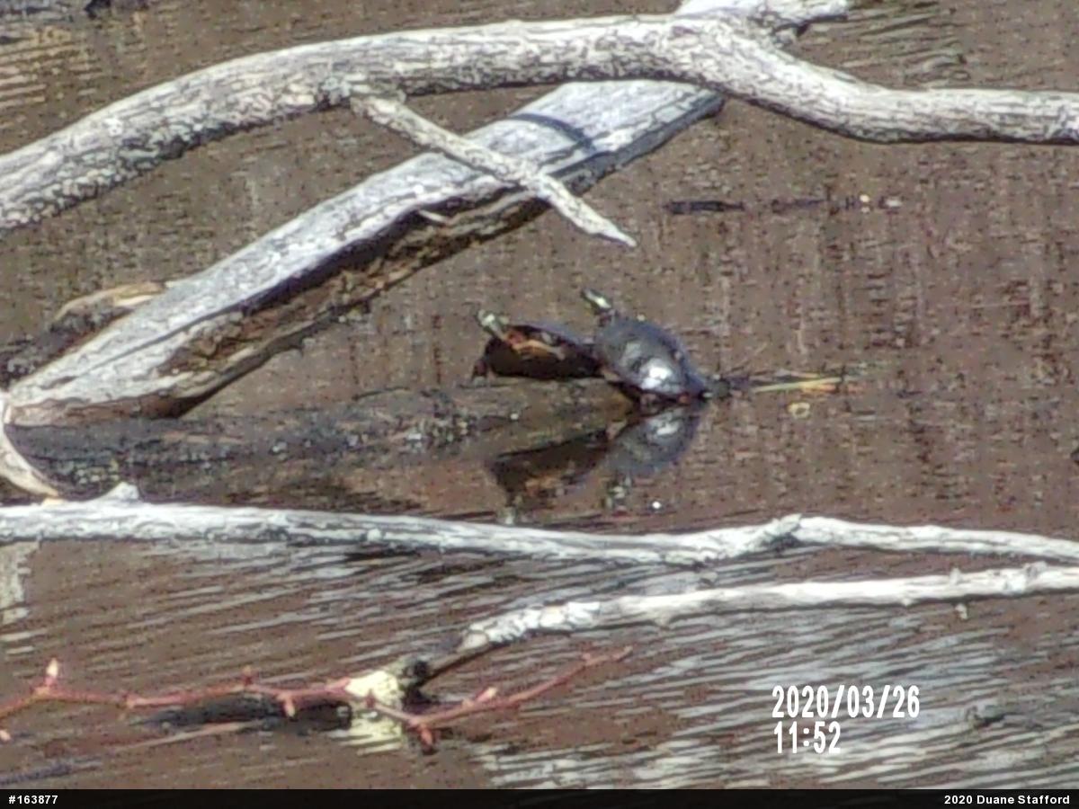Painted Turtle