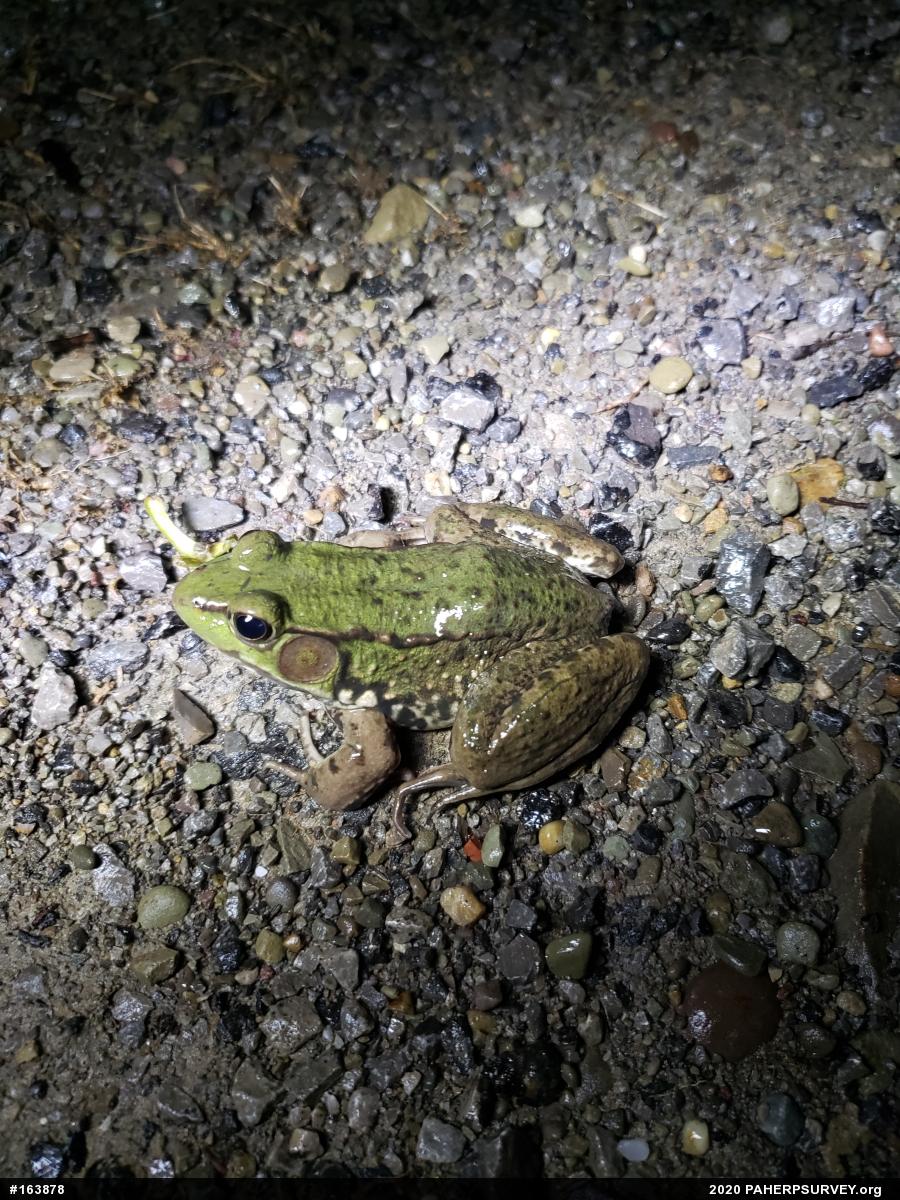 Green Frog