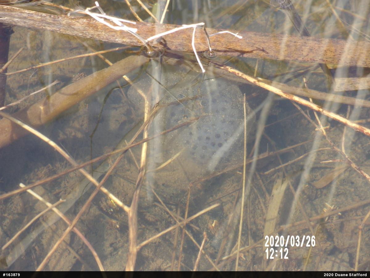 Spotted Salamander