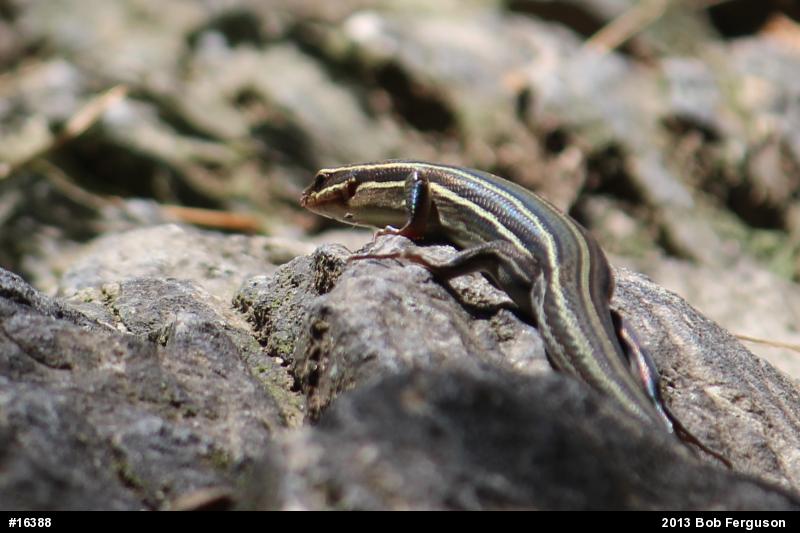 Broad-headed Skink