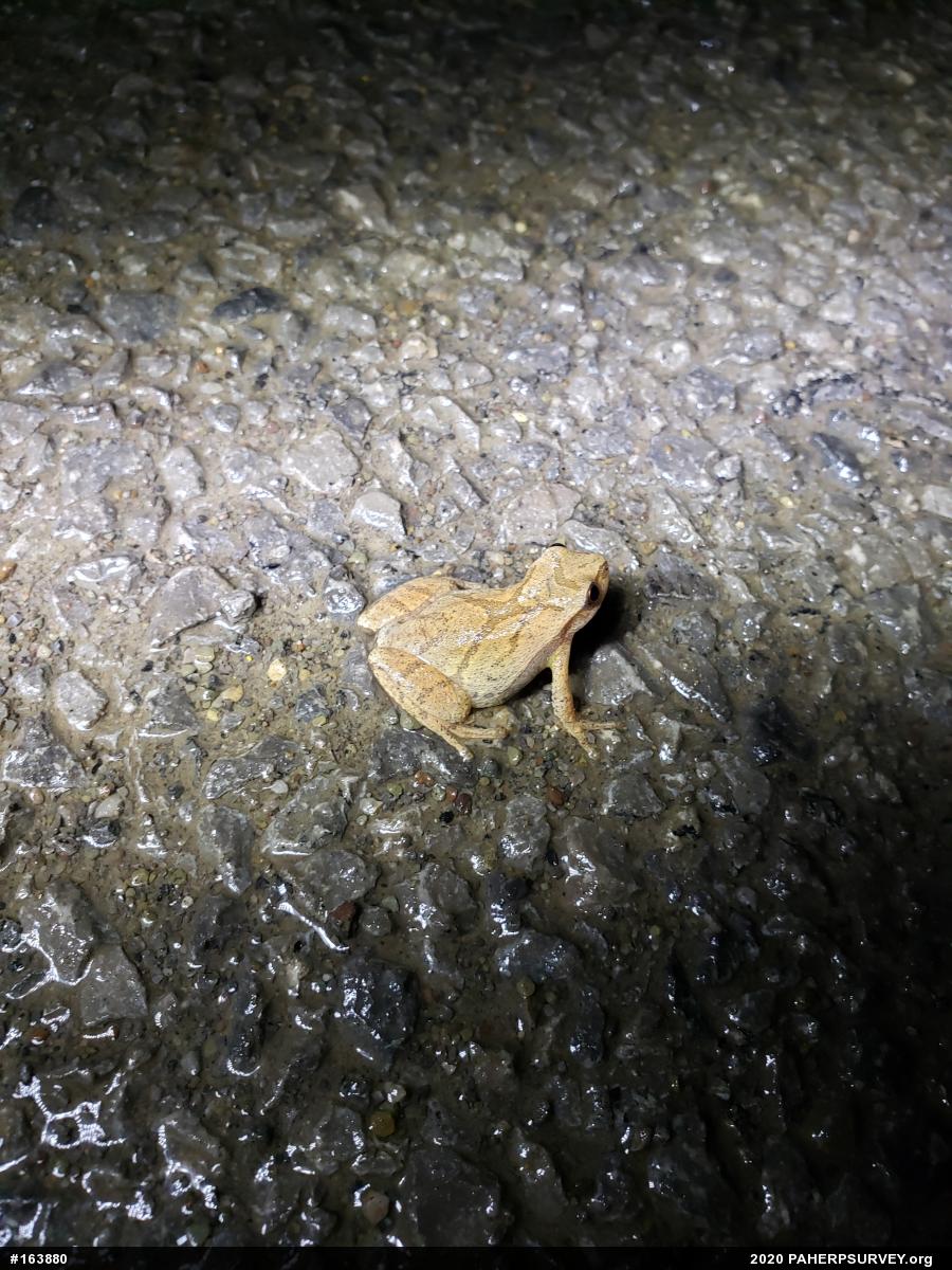 Spring Peeper
