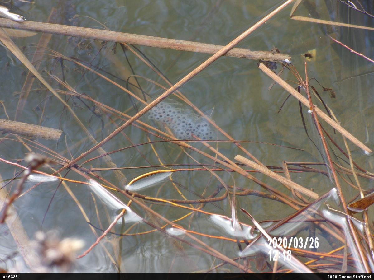 Spotted Salamander