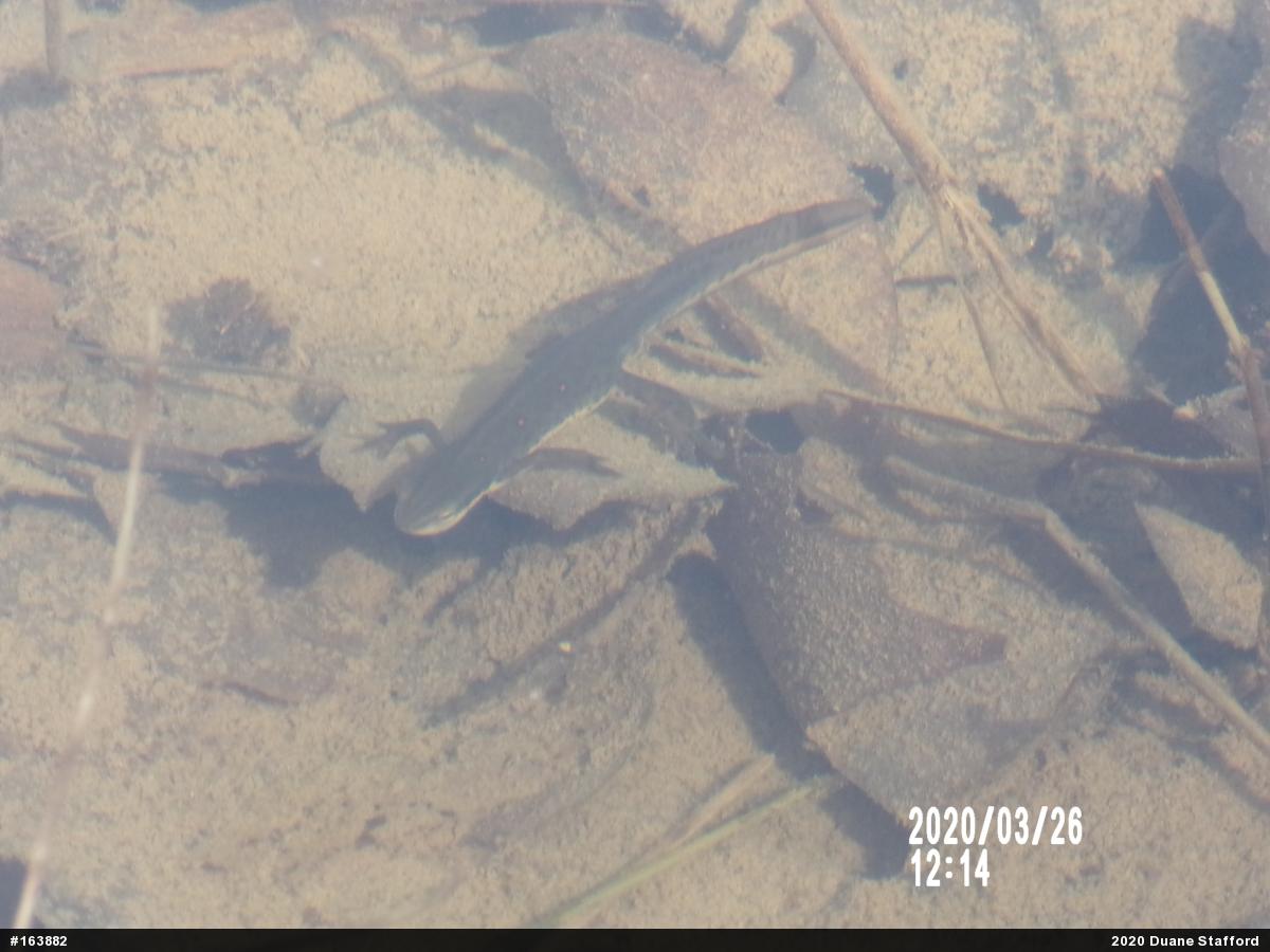 Red-spotted Newt