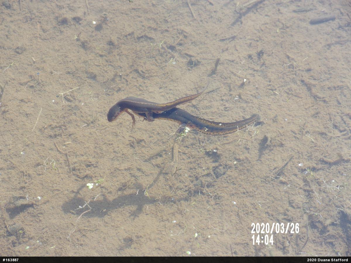 Red-spotted Newt