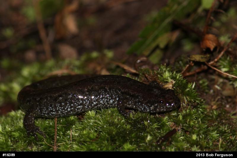 Northern Dusky Salamander