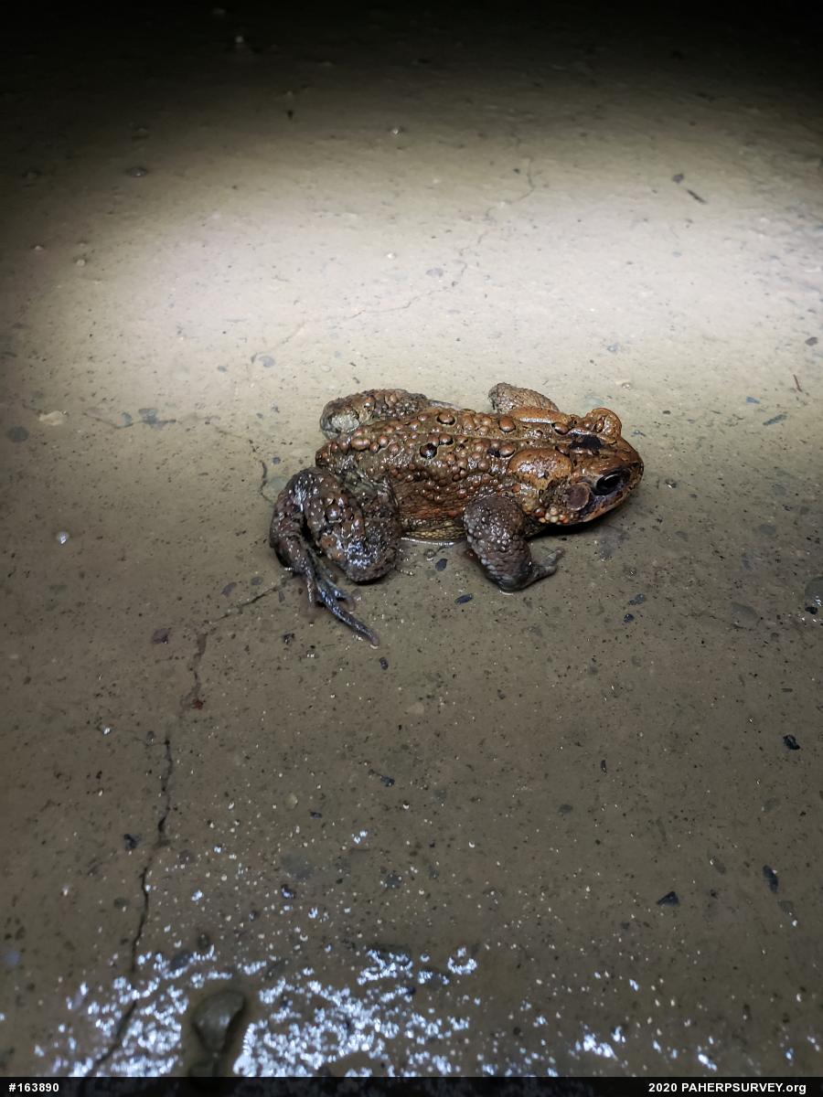 Eastern American Toad