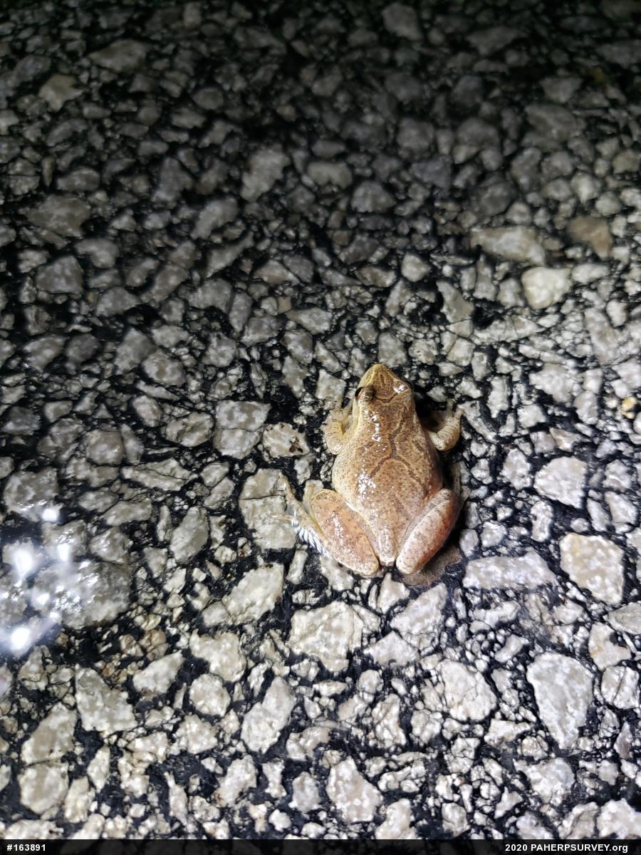 Spring Peeper