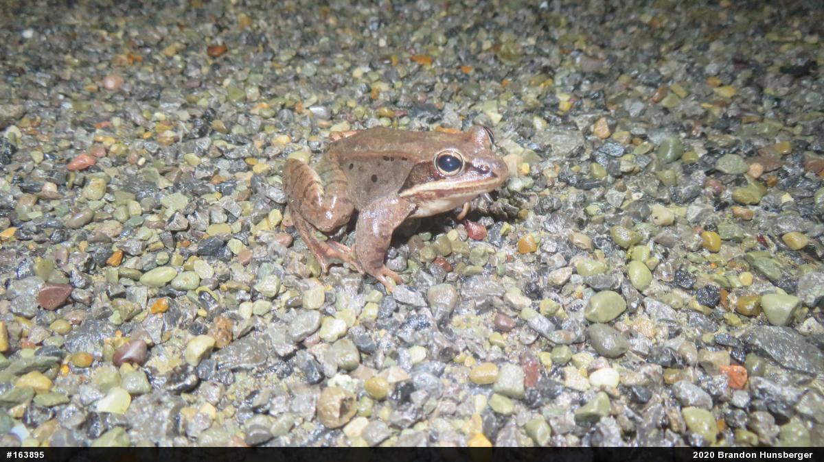 Wood Frog