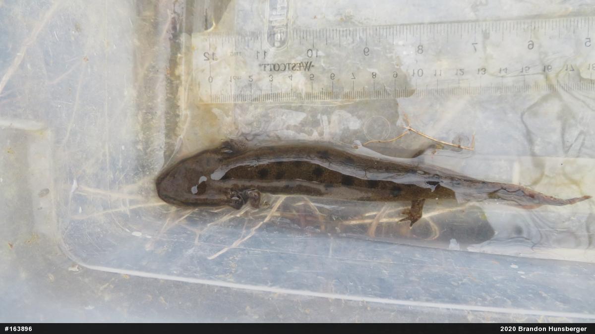 Common Mudpuppy