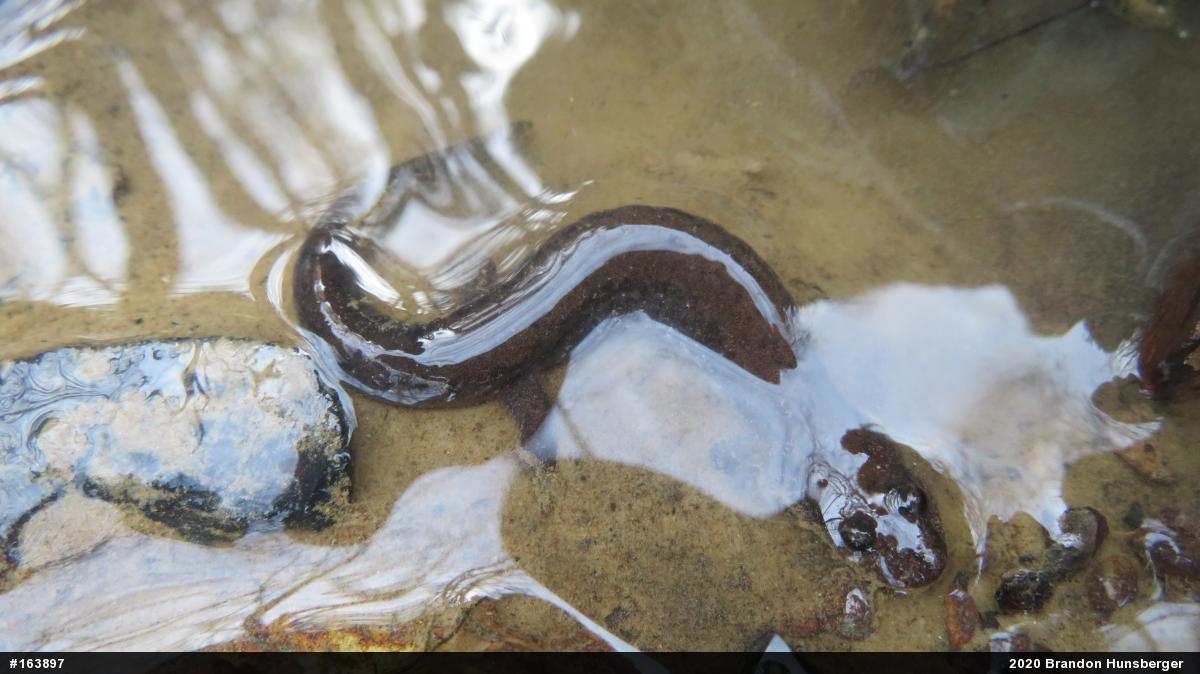 Northern Dusky Salamander