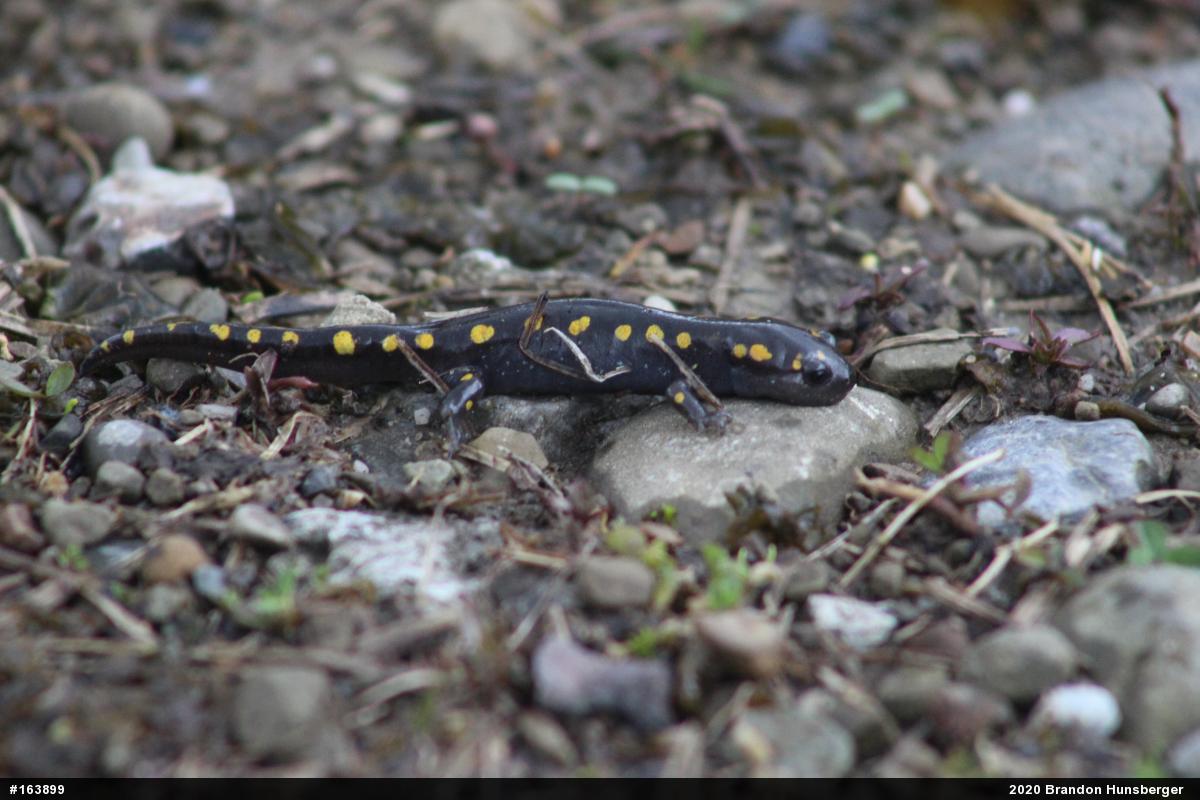 Spotted Salamander