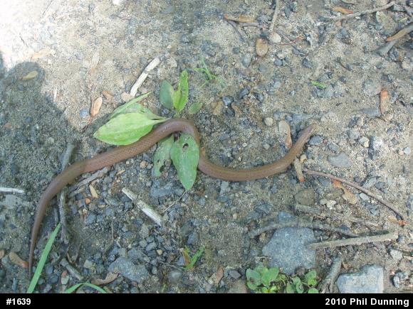 Mountain Earthsnake