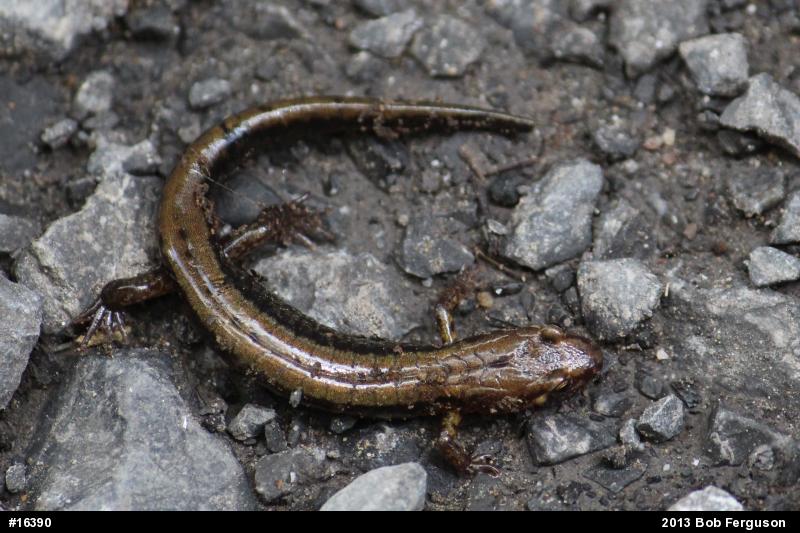 Allegheny Mountain Dusky Salamander