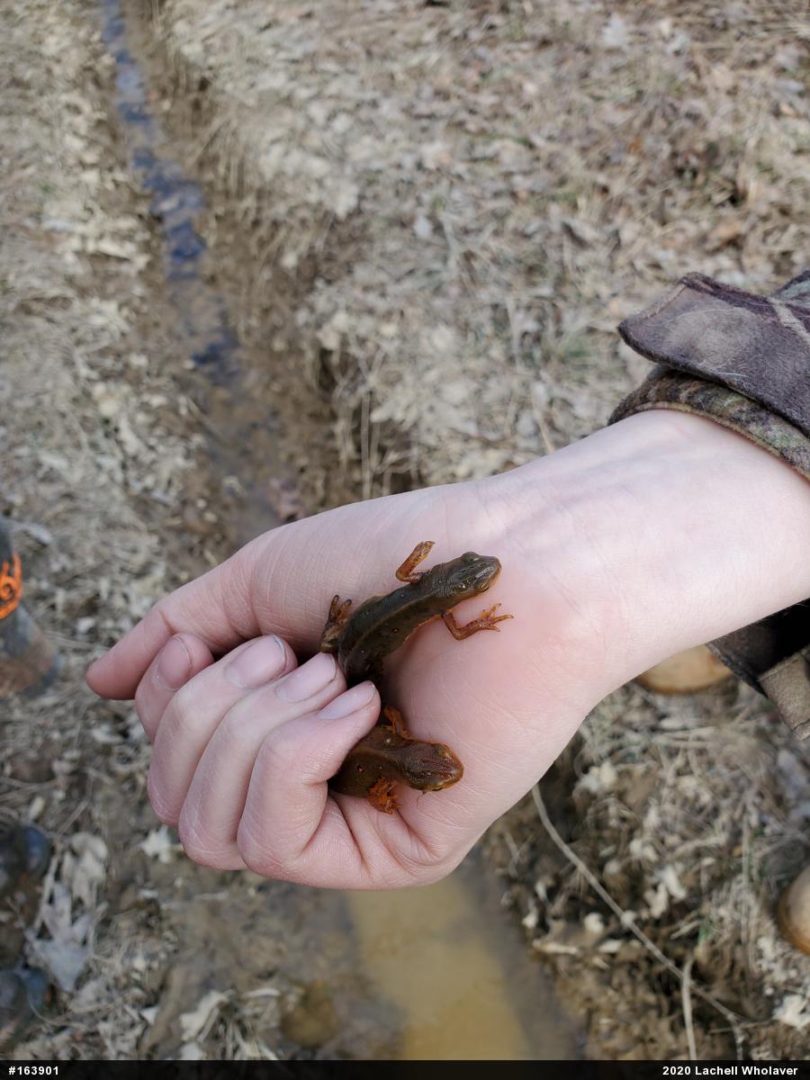 Red-spotted Newt