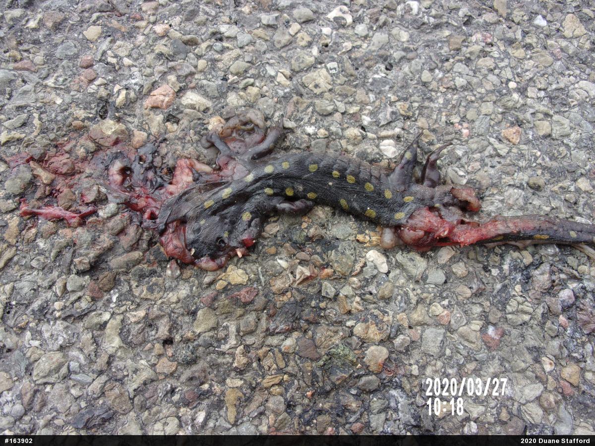 Spotted Salamander