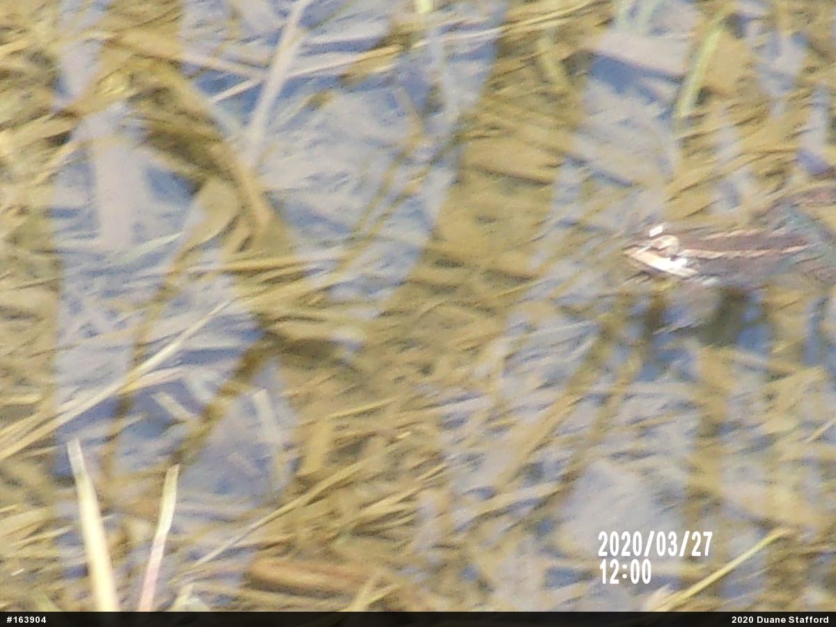 Wood Frog