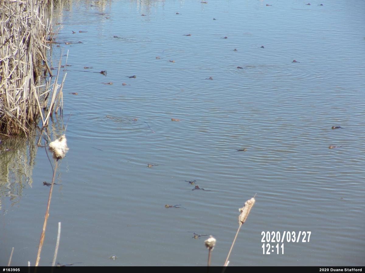 Wood Frog