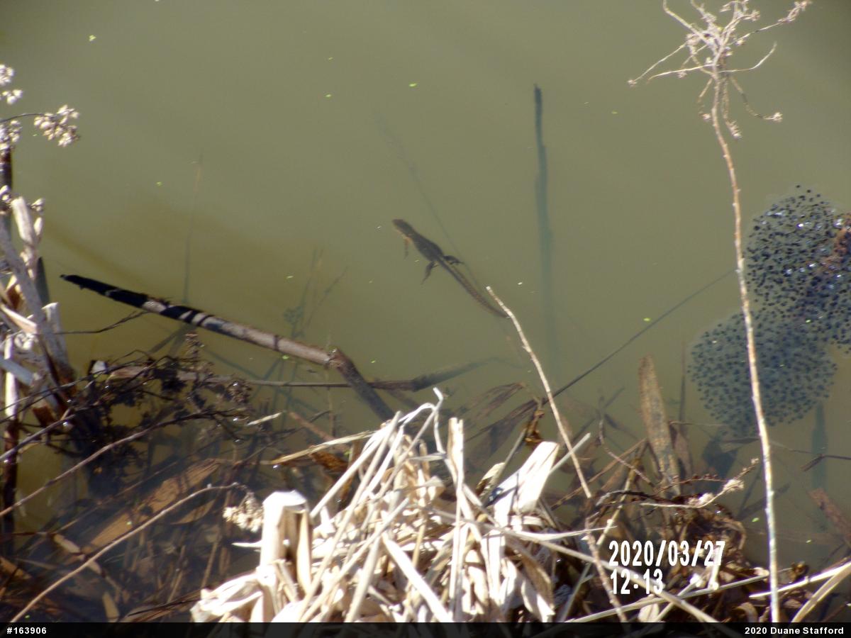 Red-spotted Newt