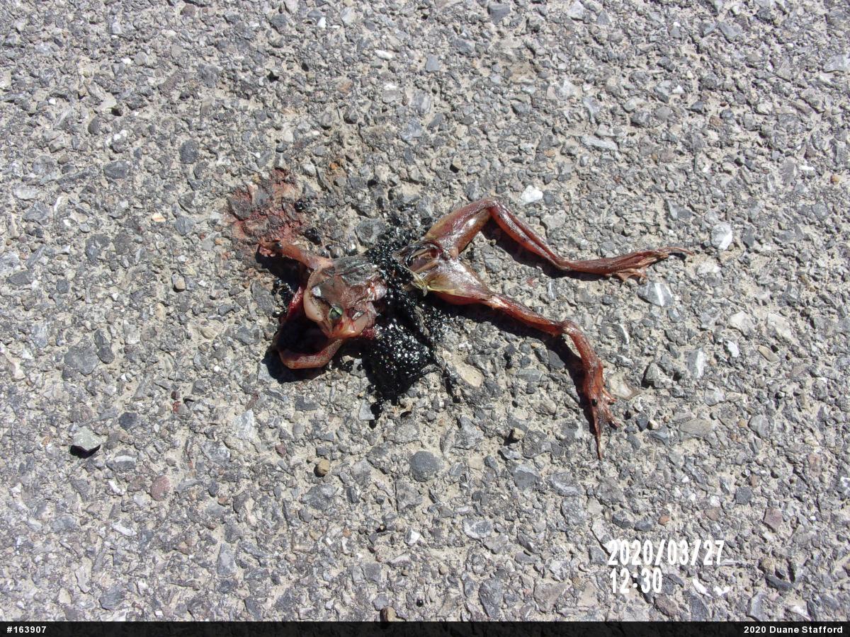 Wood Frog