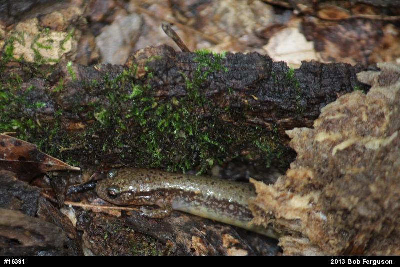 Northern Two-lined Salamander