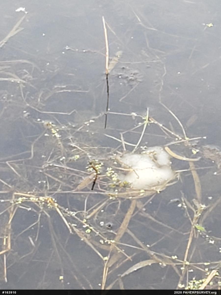 Spotted Salamander