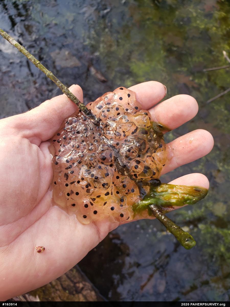 Wood Frog