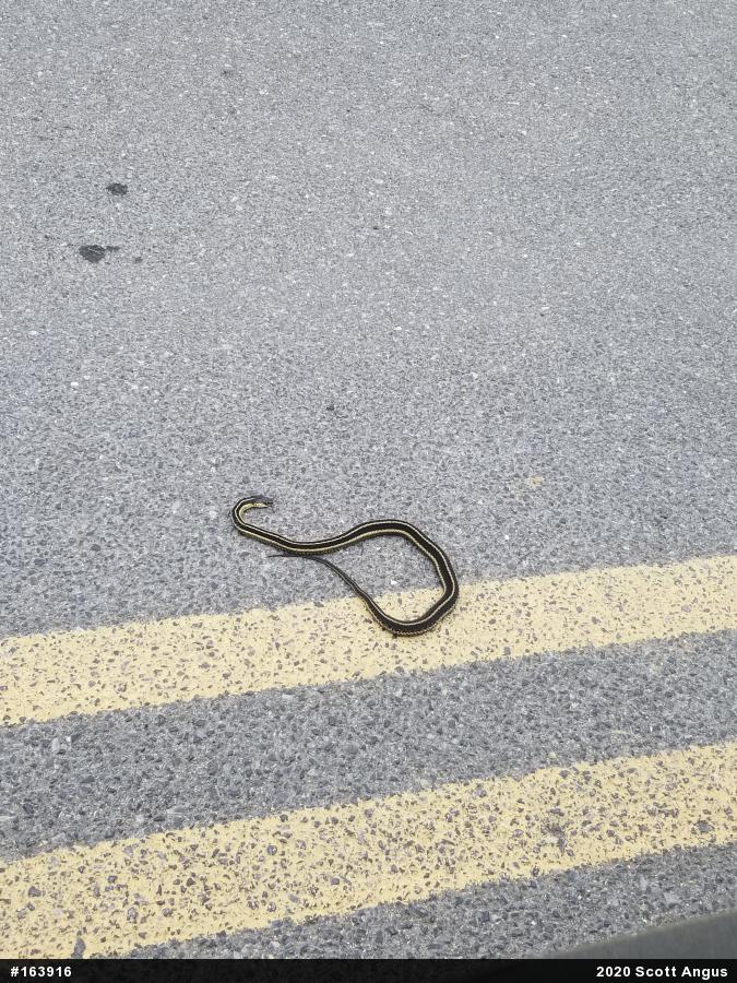 Eastern Gartersnake
