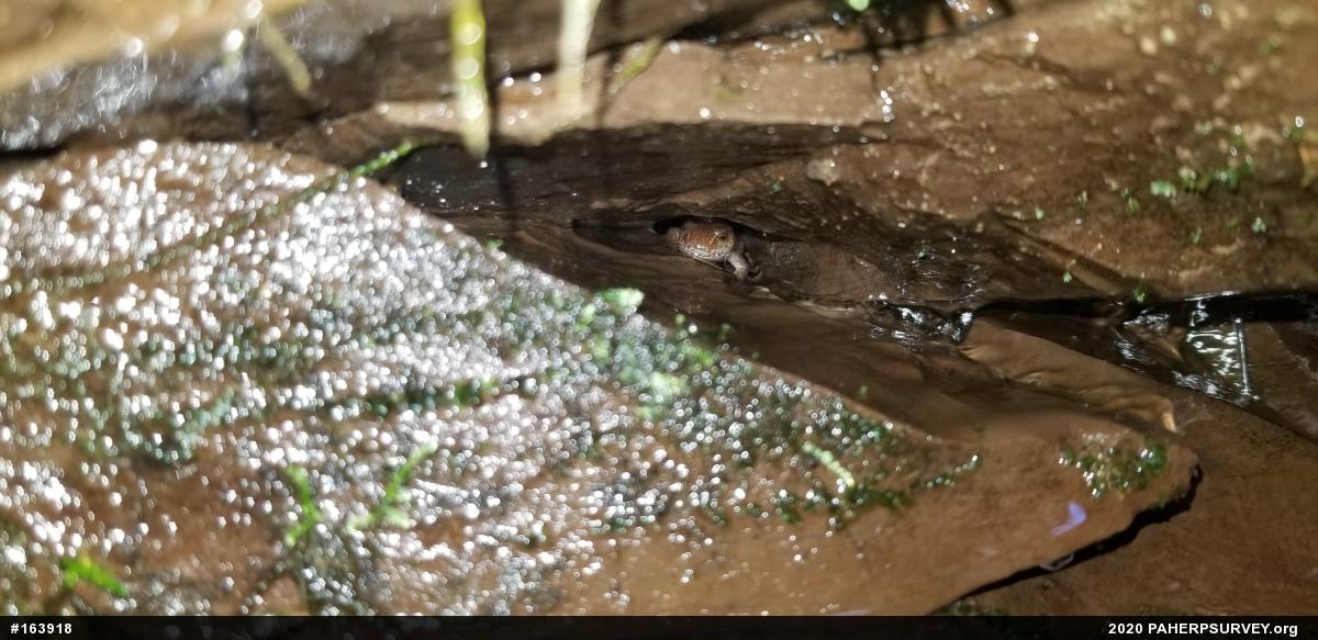 Northern Spring Salamander