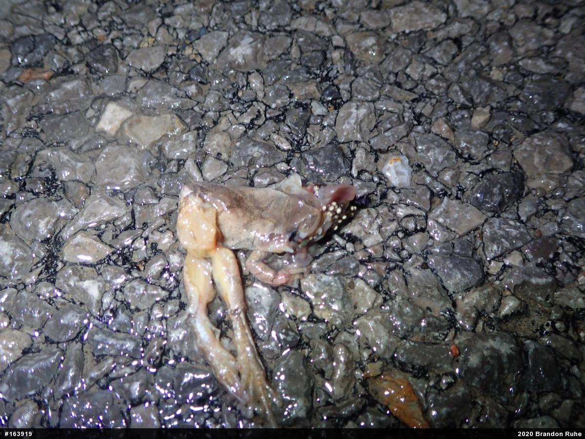 Spring Peeper
