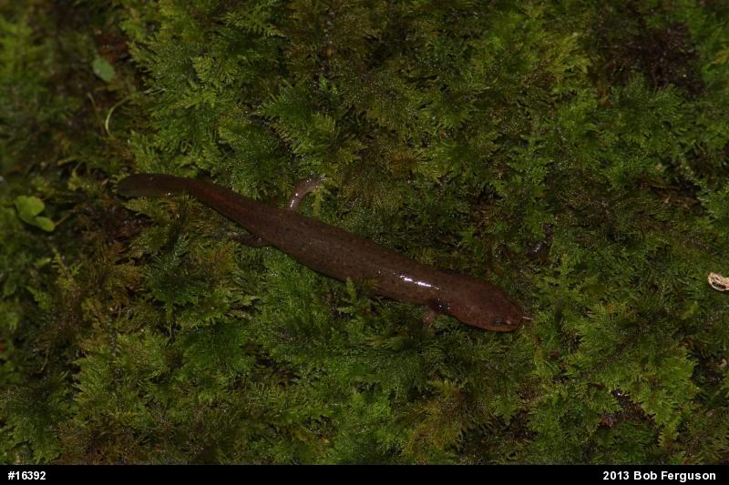 Northern Red Salamander