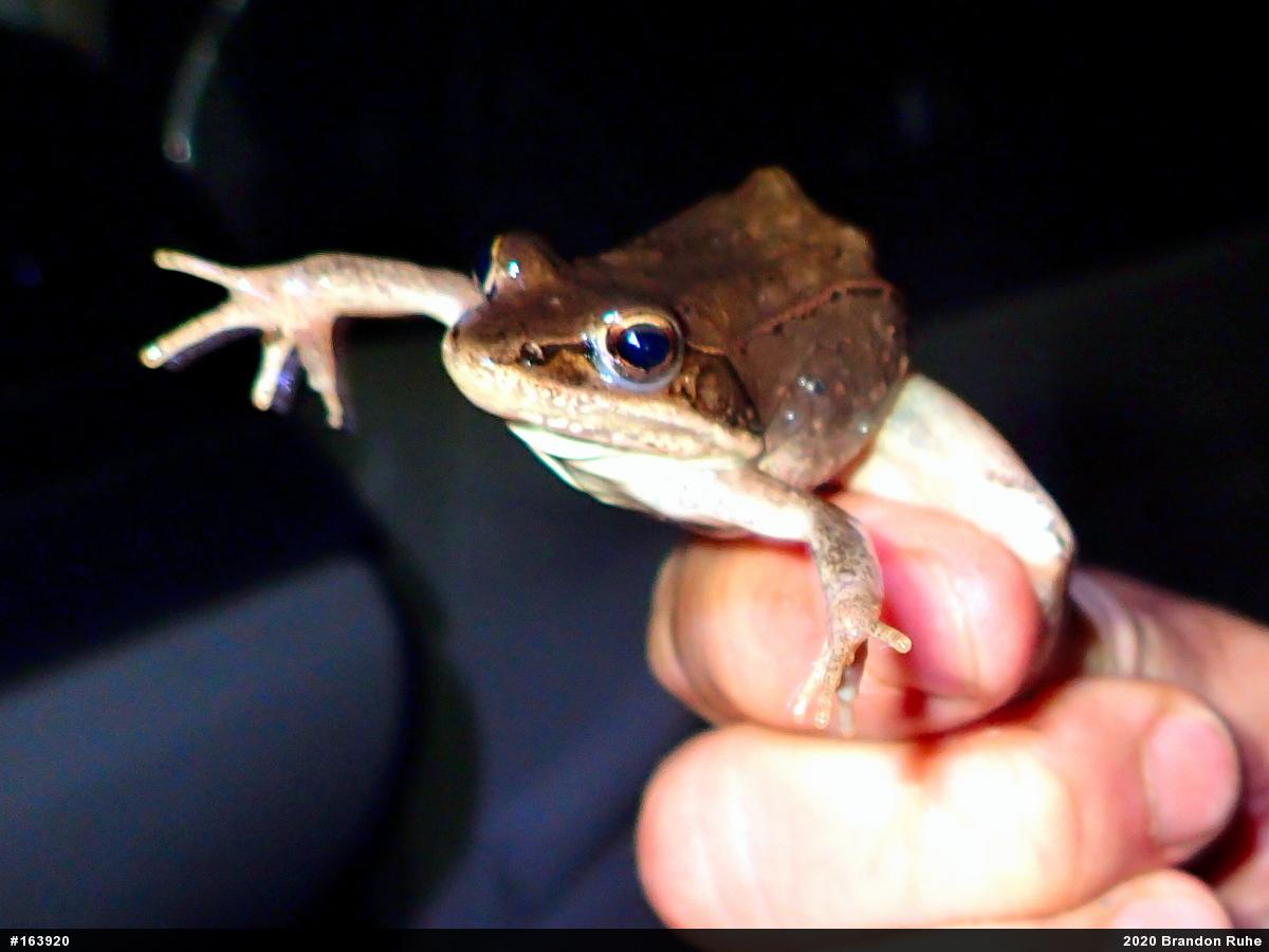 Wood Frog