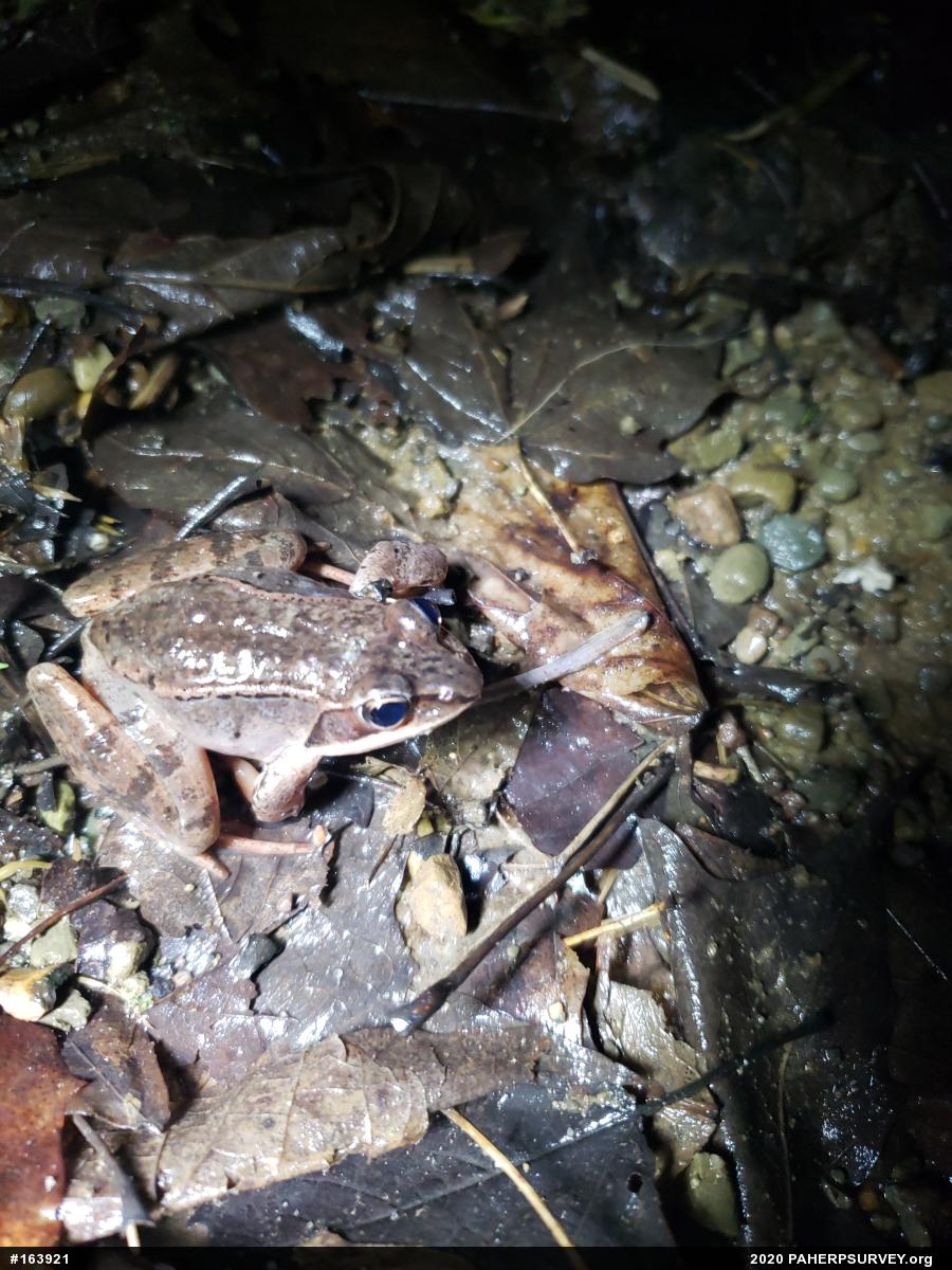 Wood Frog