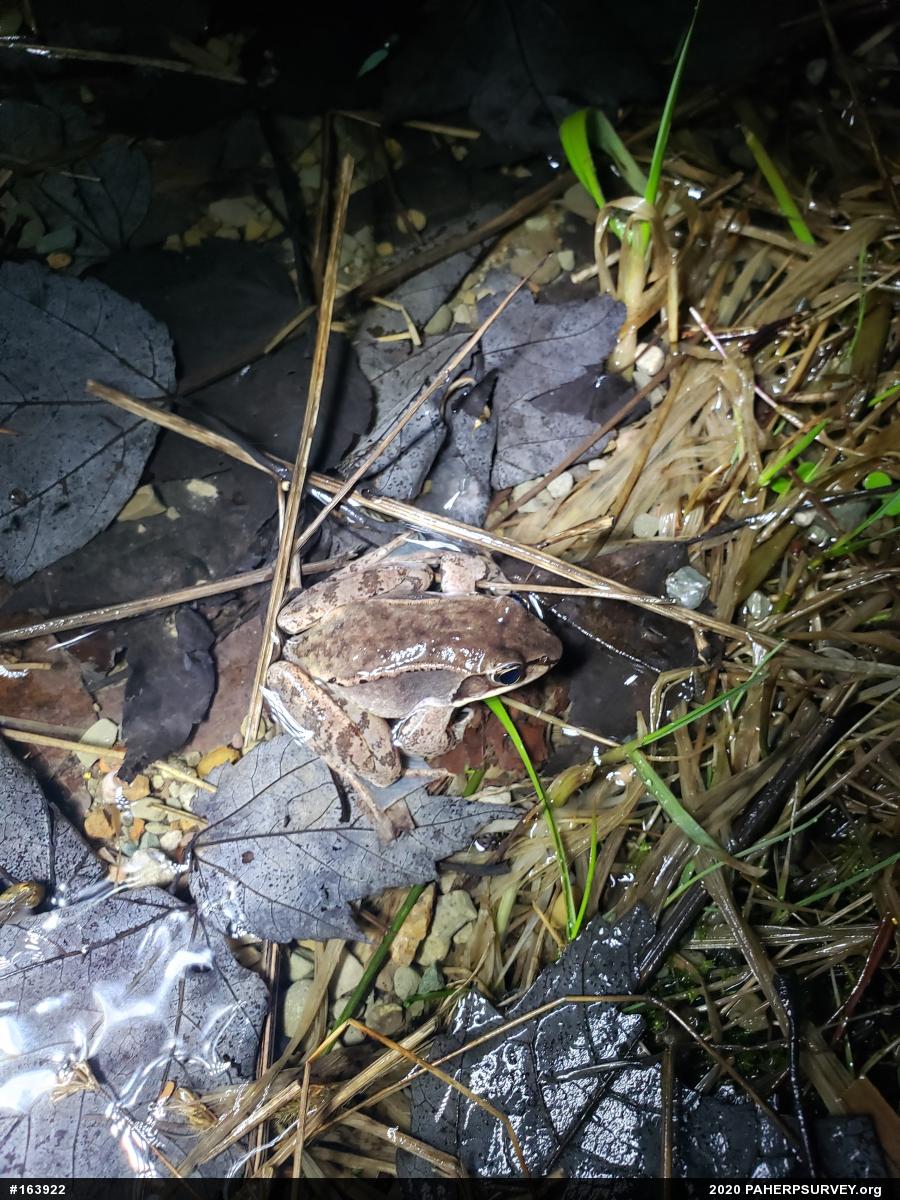 Wood Frog