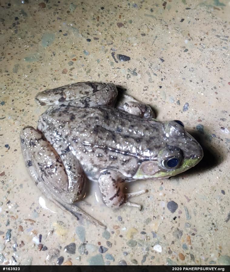 Green Frog