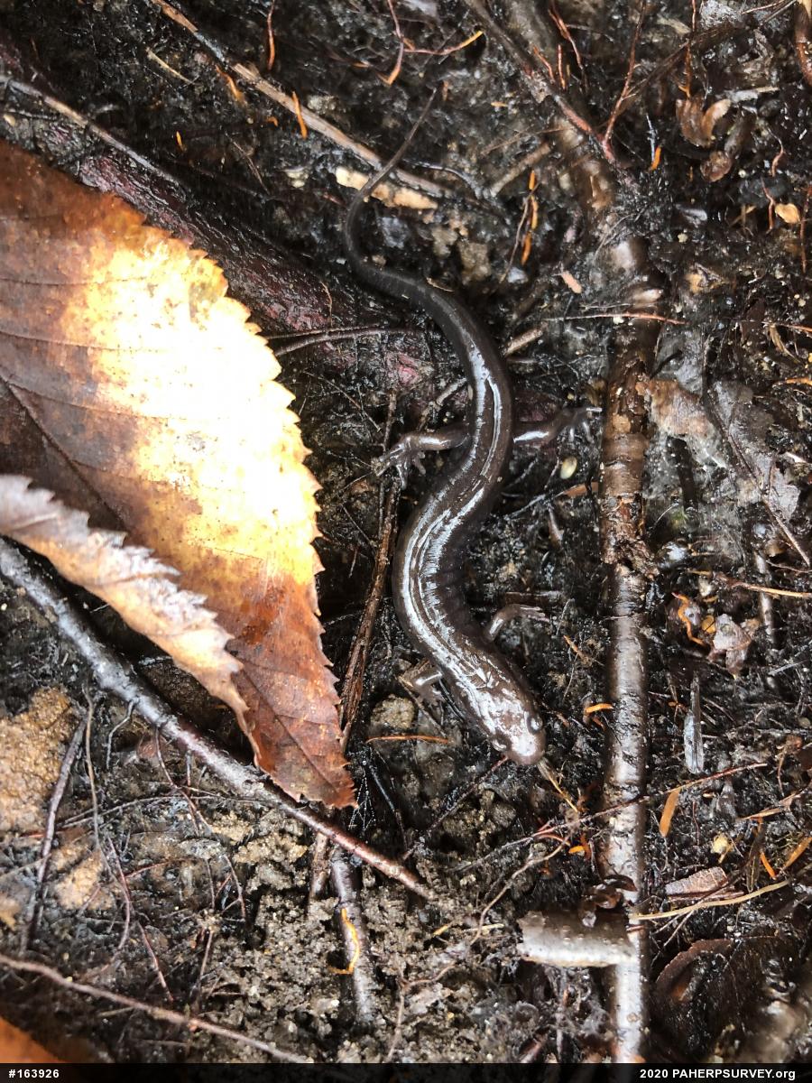 Allegheny Mountain Dusky Salamander