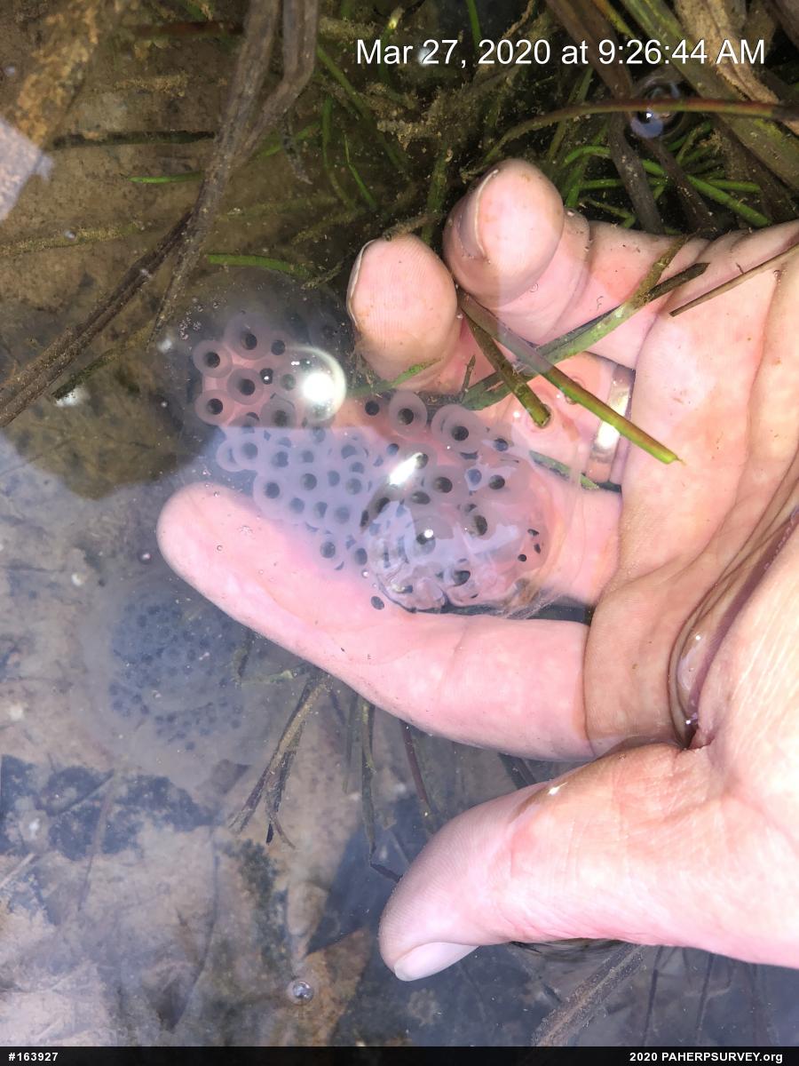 Spotted Salamander