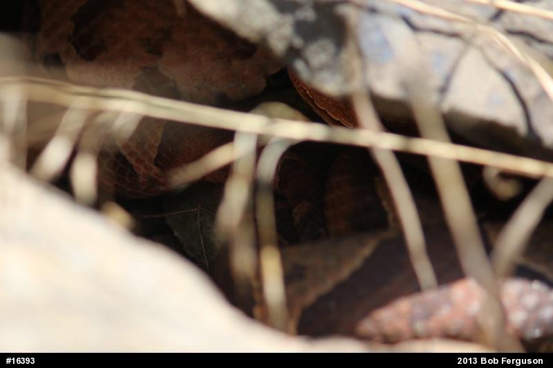 Northern Copperhead