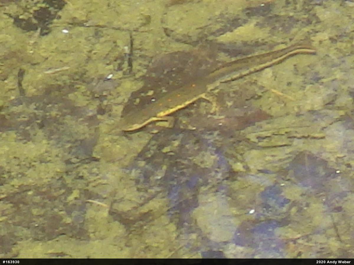 Red-spotted Newt