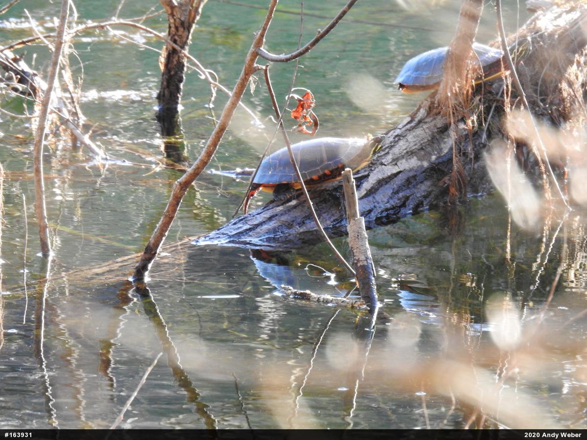 Painted Turtle