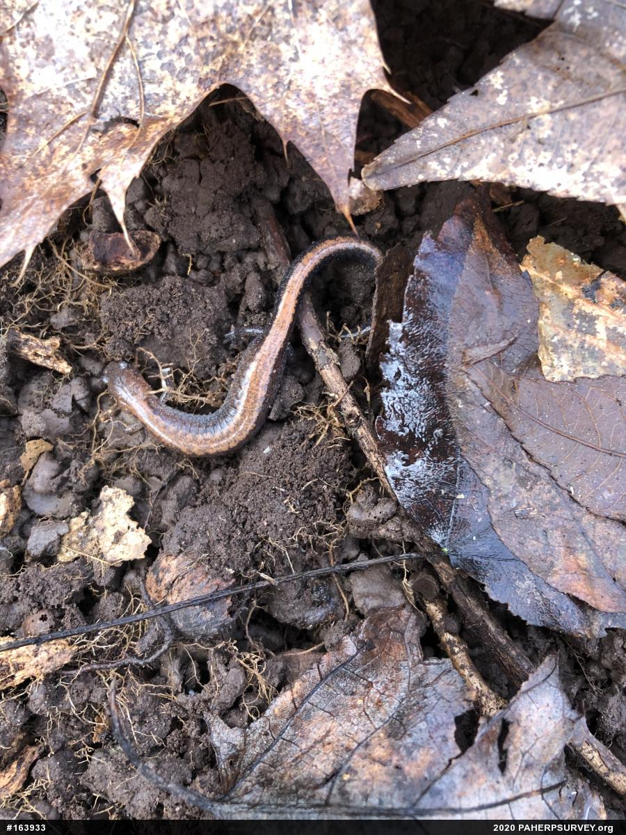 Eastern Red-backed  Salamander