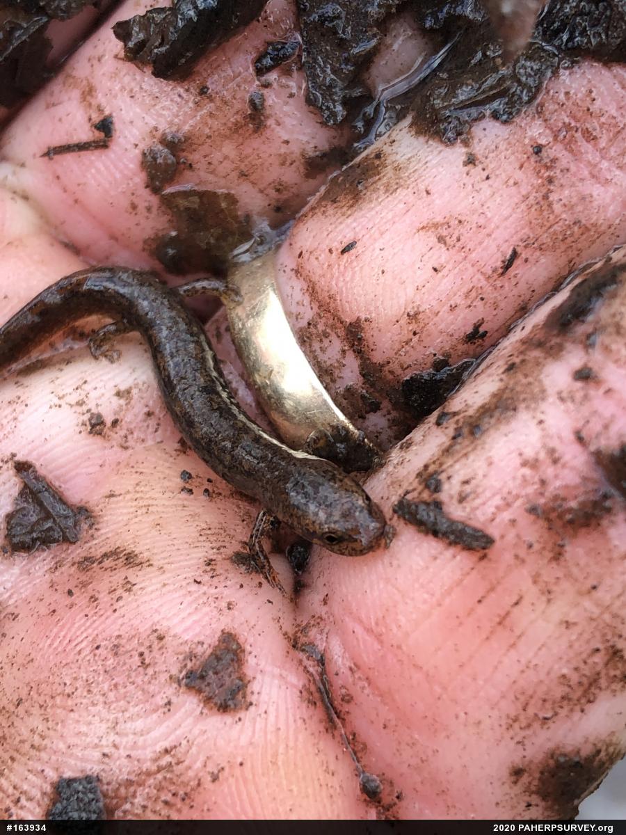 Northern Two-lined Salamander
