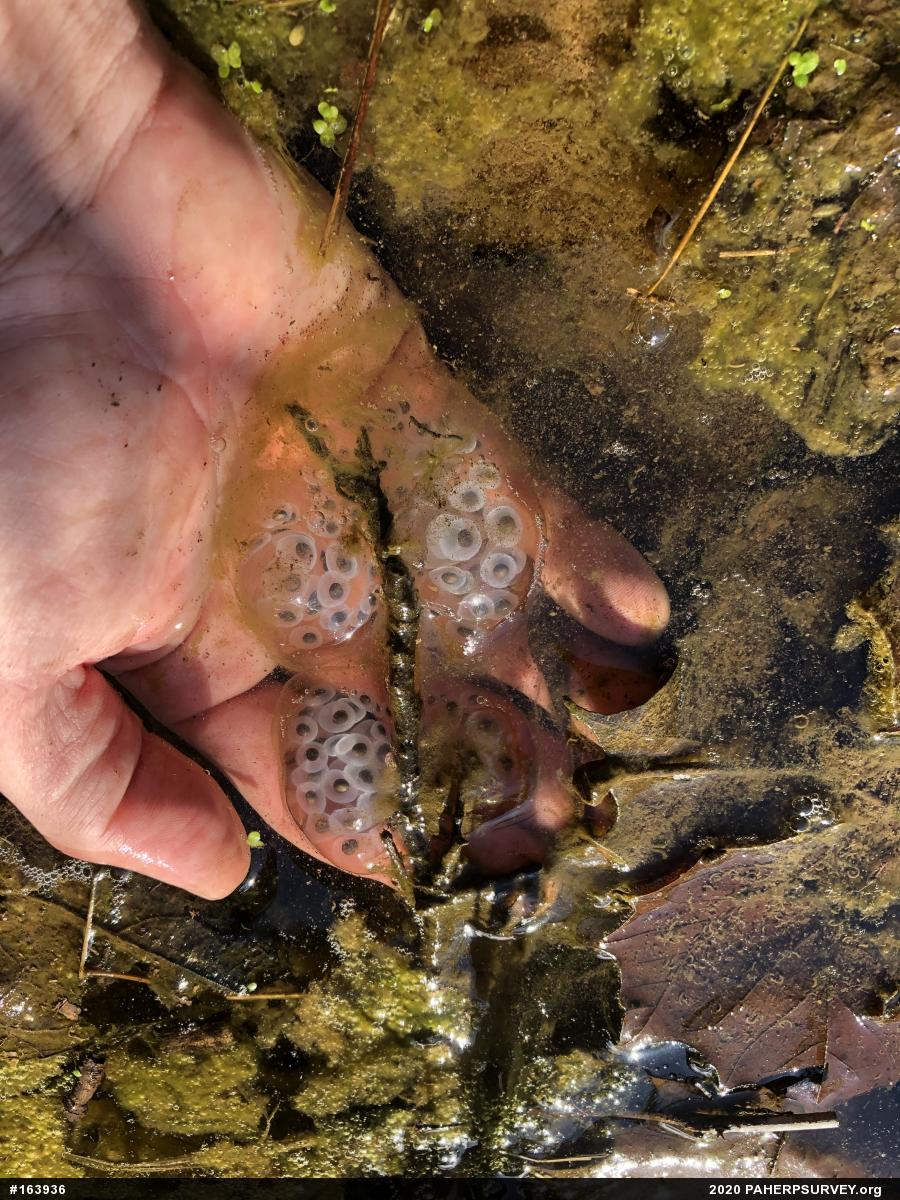 Spotted Salamander