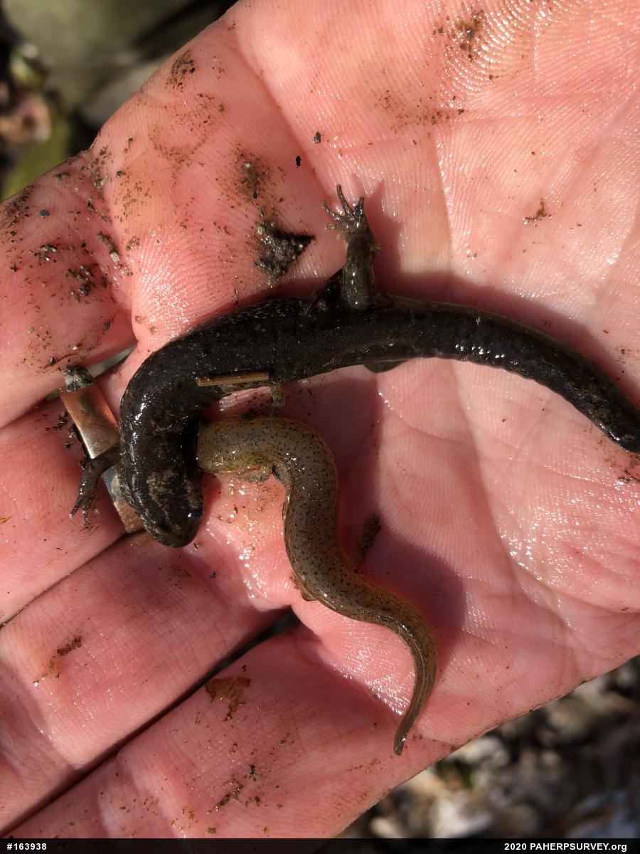 Northern Red Salamander