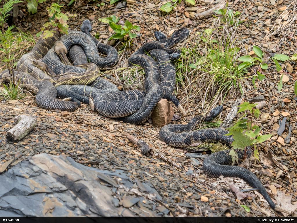 Timber Rattlesnake