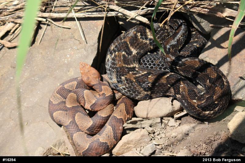 Northern Copperhead