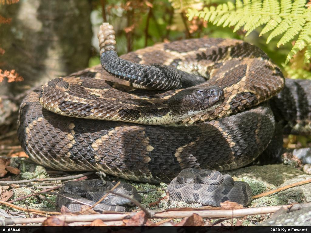Timber Rattlesnake