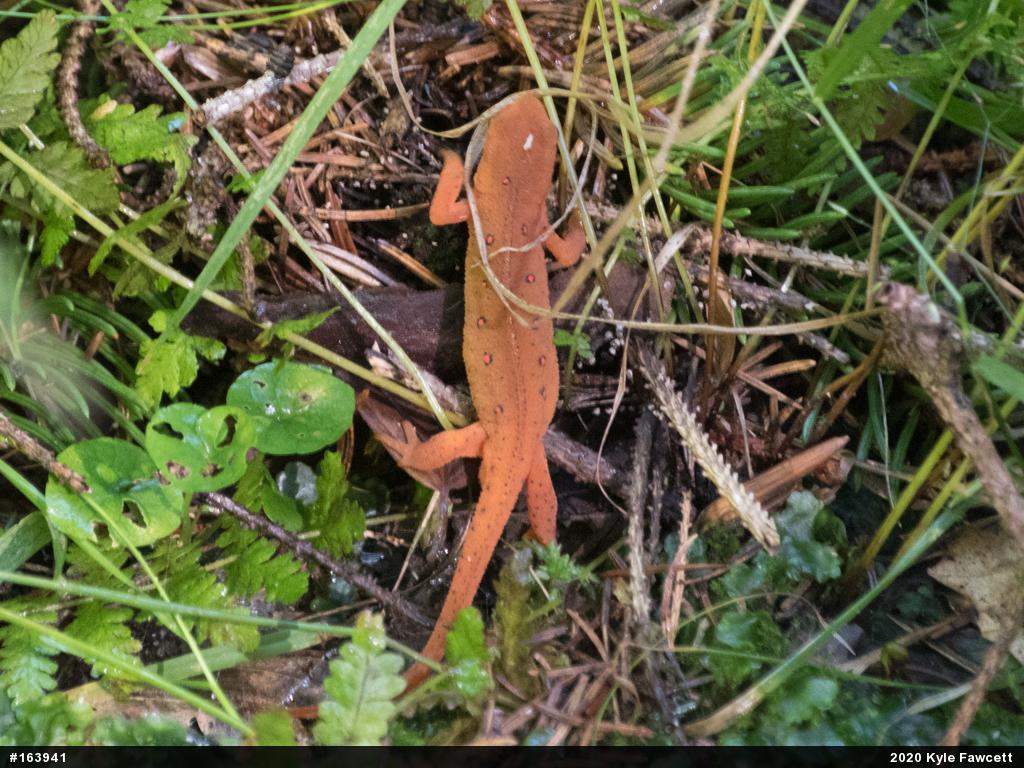 Red-spotted Newt